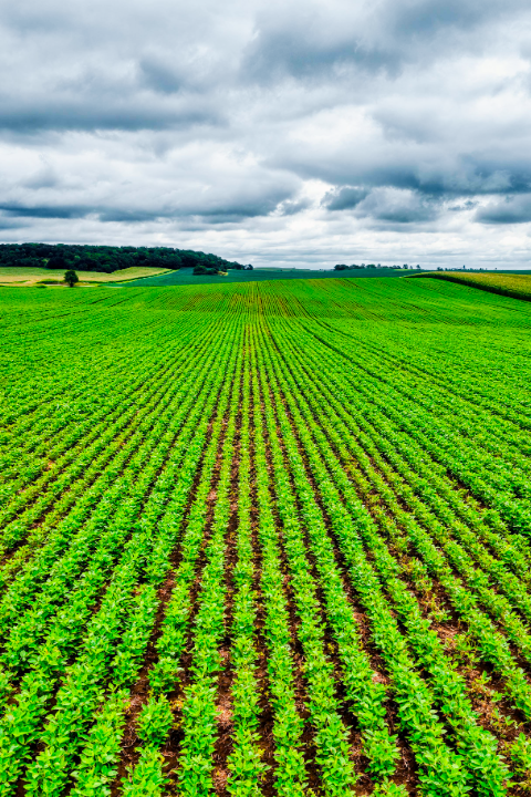 Precision Farming